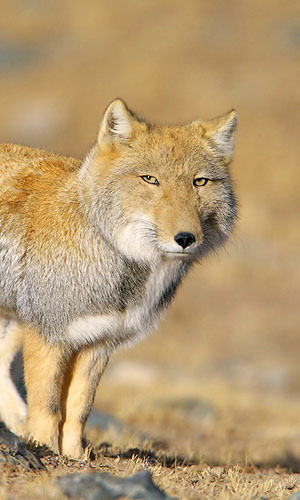 Smug Fox